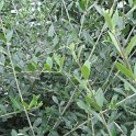 Olea europaea